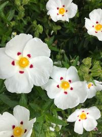 Close-up of white flowers blooming outdoors