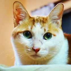 Close-up portrait of cat