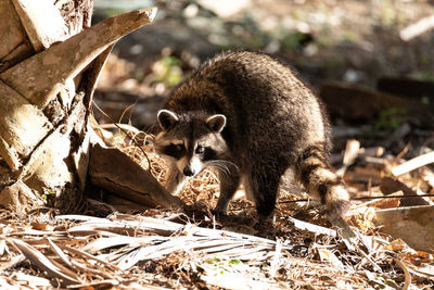 Young raccoon procyon lotor marinus forages for food in naples florida among the forest.