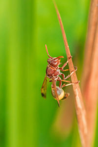 Metioche vittaticolis is on a leaf, about 6 mm in length.