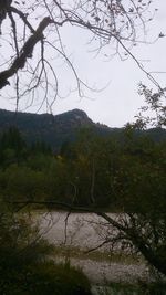 Bare trees in forest against sky