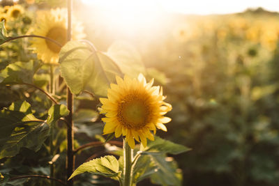 Close-up of sunflower on field