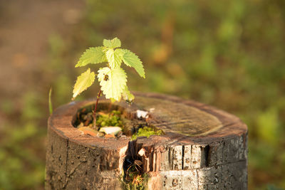 Close-up of small wooden post on tree stump