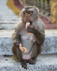 Monkey eating food