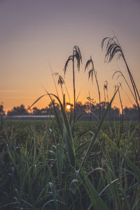 Close-up of stalks in field against sunset sky