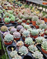 High angle view of potted plants for sale at market