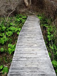 View of wooden boardwalk along plants