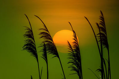 The tropical grass in the countryside of thailand