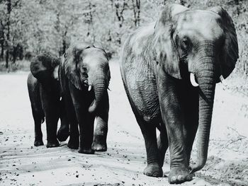 Elephant standing on field in forest