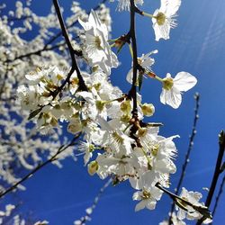 Low angle view of cherry blossom