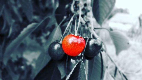 Close-up of strawberry on tree