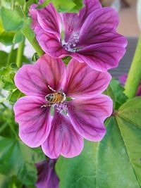 Close-up of insect on pink flower