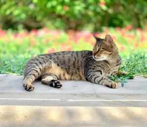 Cat resting on a plant