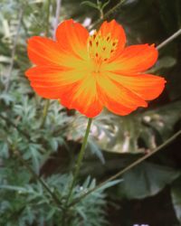 Close-up of orange day lily blooming outdoors