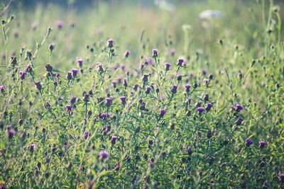Close-up of purple flowering plants on field