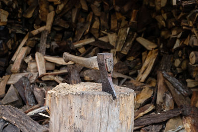 Close-up of logs on wood in forest