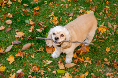 High angle view of puppy on grass during autumn
