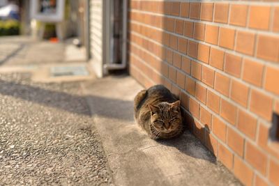 Cat resting by brick wall