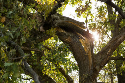 Low angle view of trees in forest