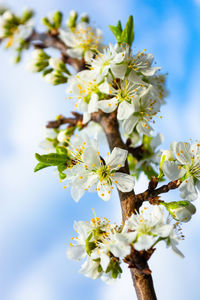 Lots of white plum blossoms on a branch growing up in a spring garden close-up. selective focus. 