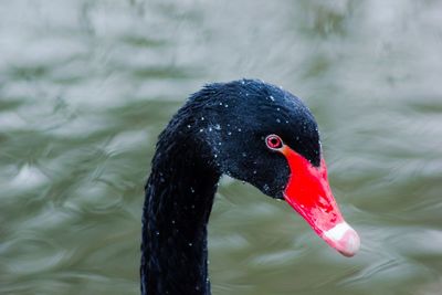 Close-up of black swan swimming on lake