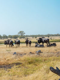 Horses in a field