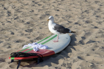 High angle view of seagull perching on sand