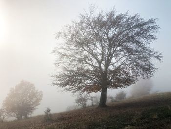 Tree on field against sky