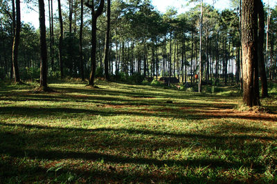 Trees in forest