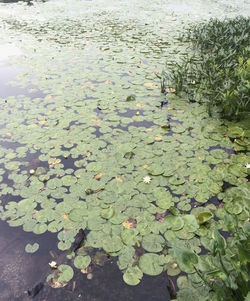 High angle view of lily pads in lake