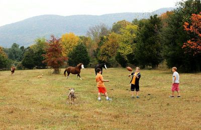 Full length of trees on grassy field