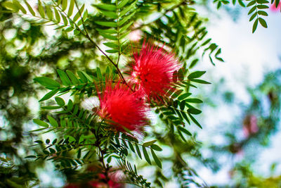 Low angle view of fruits on tree