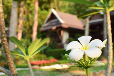 Close-up of white flowers