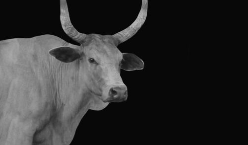 Close-up of a horse against black background