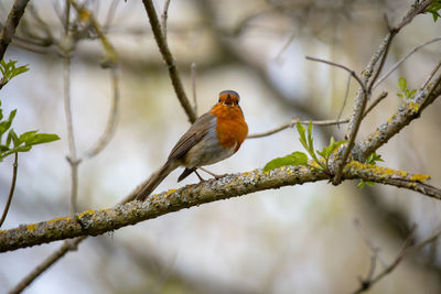 Bird perching on a branch