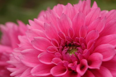 Close-up of pink dahlia