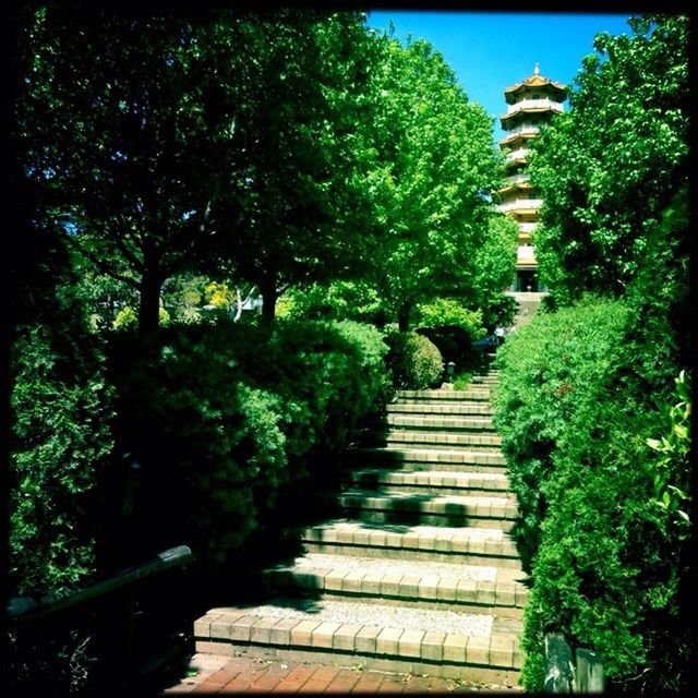 tree, the way forward, steps, growth, green color, boardwalk, wood - material, tranquility, plant, nature, railing, steps and staircases, sunlight, walkway, tranquil scene, staircase, narrow, footpath, shadow, beauty in nature