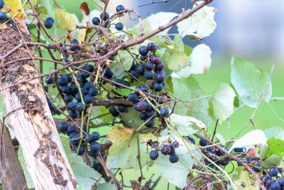 Close-up of grapes growing on tree