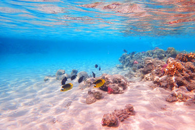 View of ducks swimming in sea