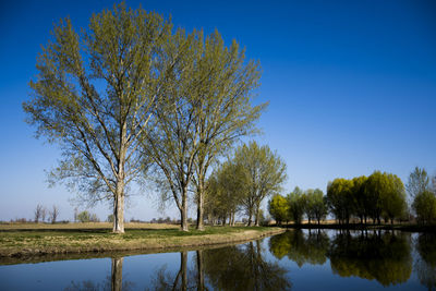 Reflection of trees in lake against clear blue sky