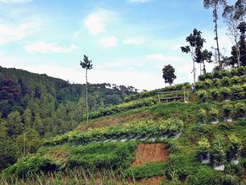 Scenic view of landscape against cloudy sky