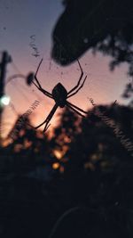 Close-up of spider on plant