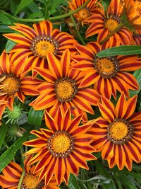 Full frame shot of orange flowers