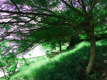 Trees growing in forest