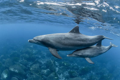 Indian bottlenose dolphin