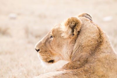 Side view of a cat looking away