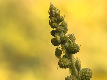 Close-up of yellow flowering plant
