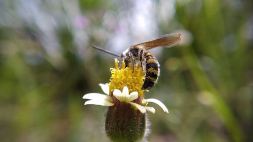 Close-up of butterfly pollinating on flower