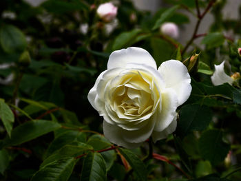 Close-up of white rose