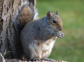 Close-up of squirrel on land